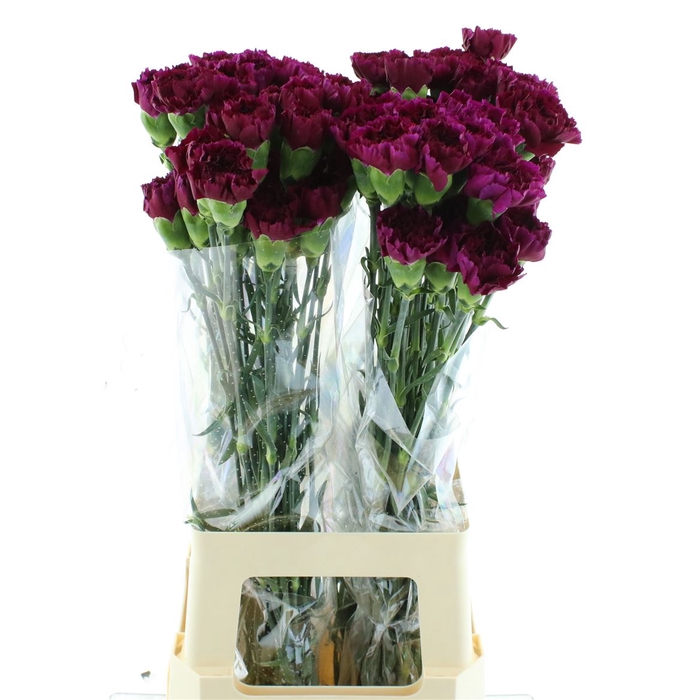 <h4>Di St Col Yukari Violet / Purple</h4>