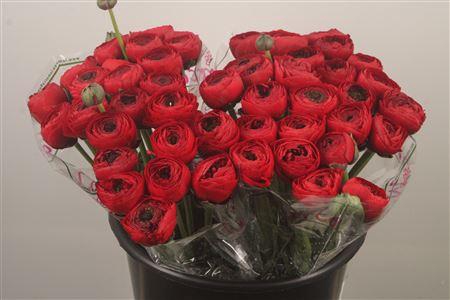 Ran.. Su Valentino Extra