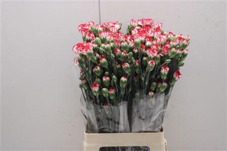 <h4>Di Tr Minuetto</h4>