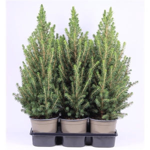 Picea glauca 'Conica'