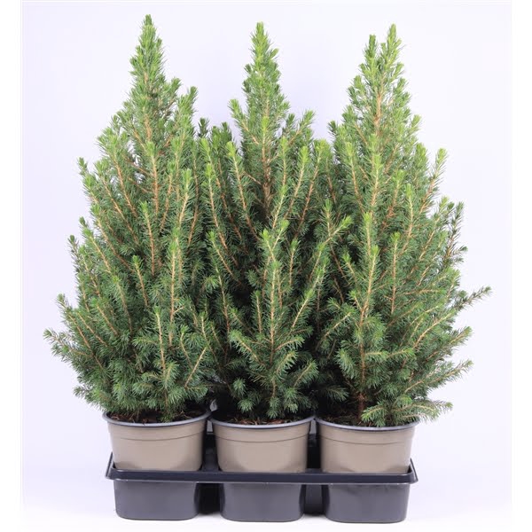 <h4>Picea glauca 'Conica'</h4>