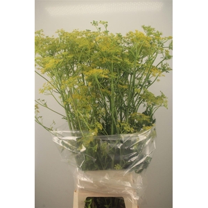 Angelica Gigas Yellow