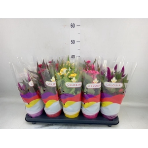 Celosia arg.   ...mix
