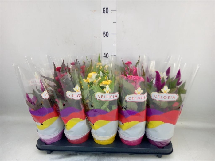 <h4>Celosia arg.   ...mix</h4>