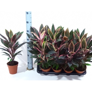 Cordyline frut. Rumba
