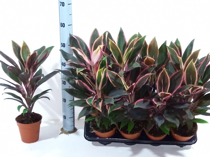 <h4>Cordyline frut. Rumba</h4>