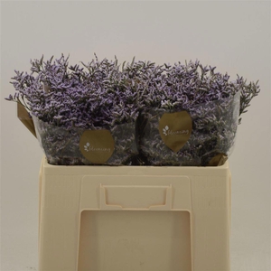 LIM SAF LILAC