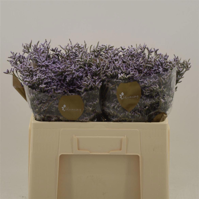 <h4>LIM SAF LILAC</h4>