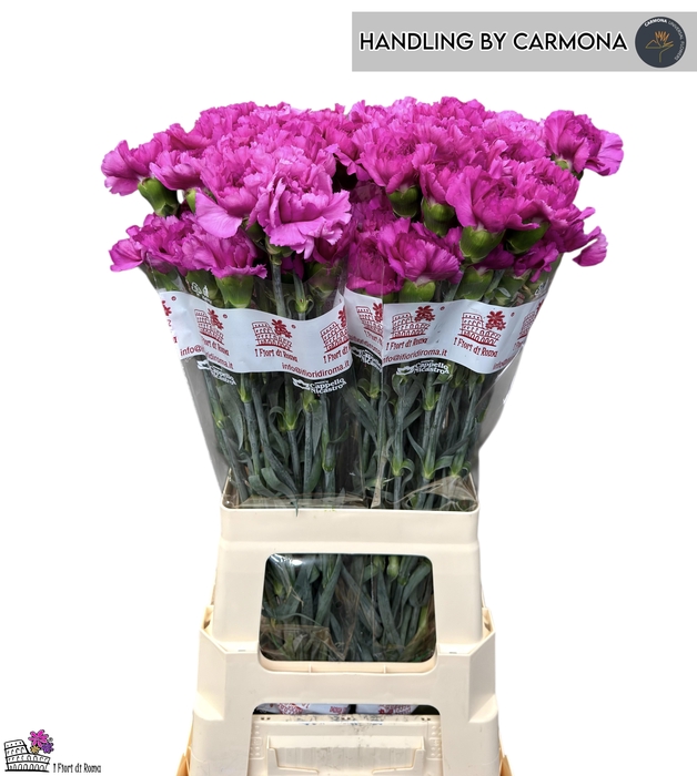 <h4>DI ST HAPPY GEMA</h4>