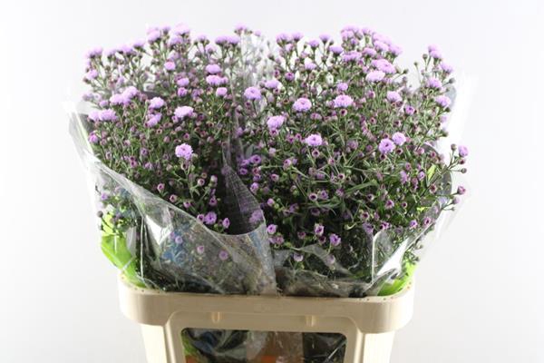 <h4>Aster Double Dark Pink L 80/25</h4>