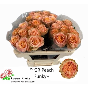 R GR PEACH FUNKY+