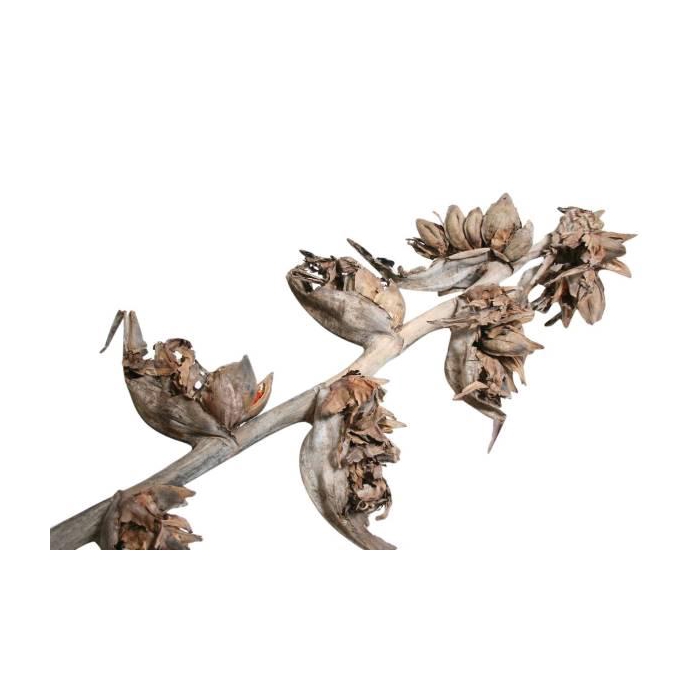 <h4>Branch Sororoca 5 Head L175</h4>