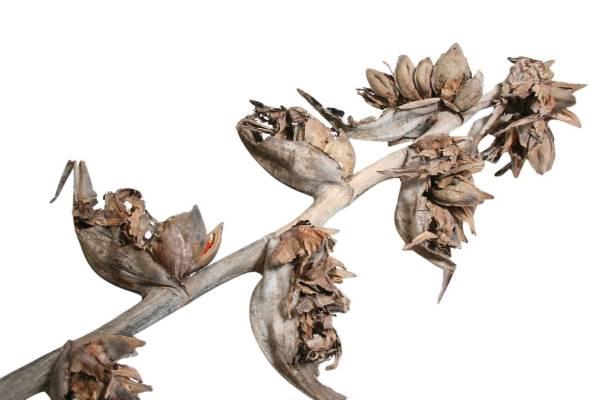 Branch Sororoca 5 Head L175