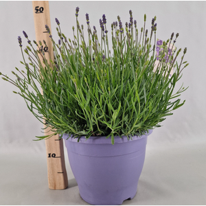 Lavandula angustifolia 'Essence Purple'