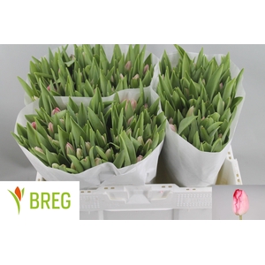 TU EN GANDERS RHAPSO