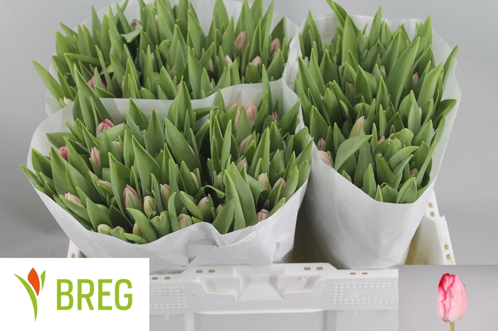 <h4>TU EN GANDERS RHAPSO</h4>