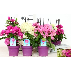 BOUGAINV OV