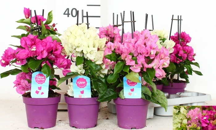 <h4>BOUGAINV OV</h4>