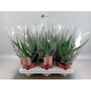 Aloe arborescens