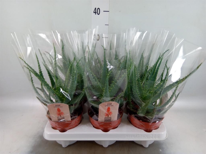 <h4>Aloe arborescens</h4>