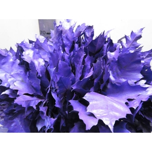 Quer Rubra Purple L60