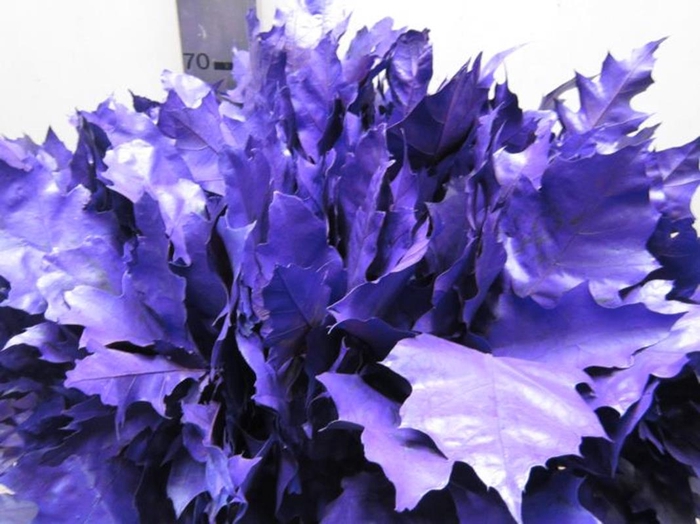 <h4>Quer Rubra Purple L60</h4>