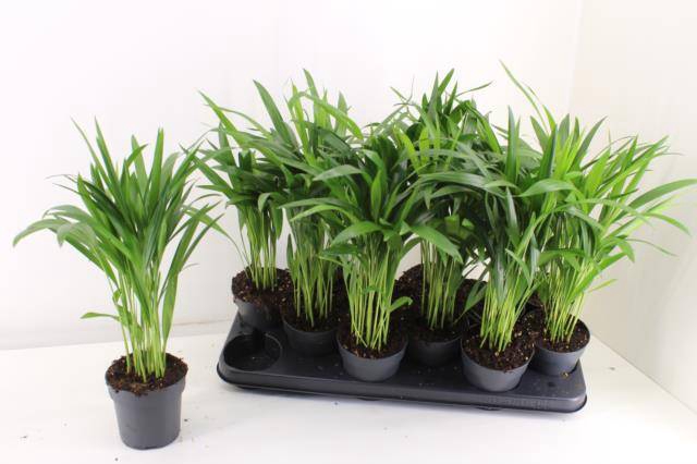 <h4>DYPSIS LUTESCENS</h4>