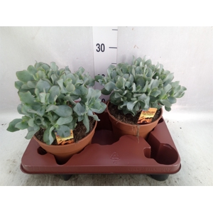 Crassula arborescens subsp. undilat