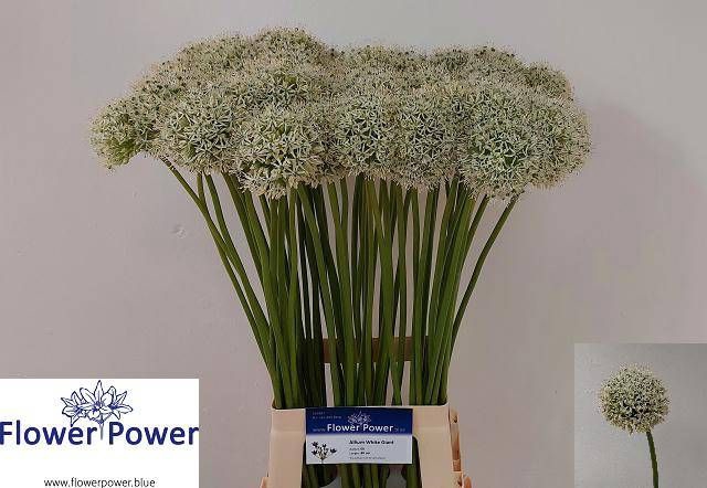 <h4>ALLIUM WHITE GIANT</h4>