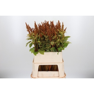 Amaranthus Hot Biscuit