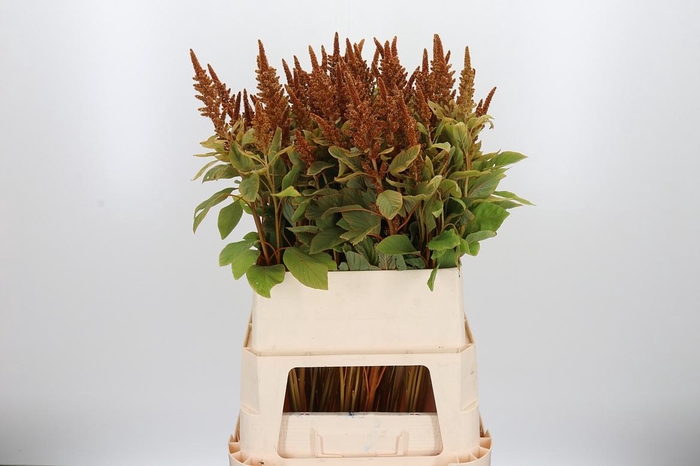 <h4>Amaranthus Hot Biscuit</h4>