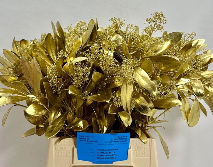 <h4>SKIM OV BS KLB H%</h4>