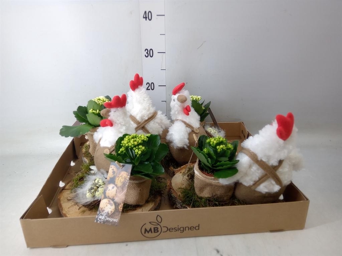 <h4>Planten ..in schaal H%</h4>