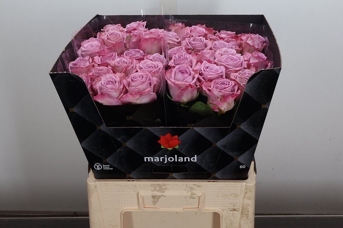 <h4>Rosa GR 'Nayeli'</h4>