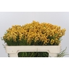 Kaaps Groen Lanug. yellow