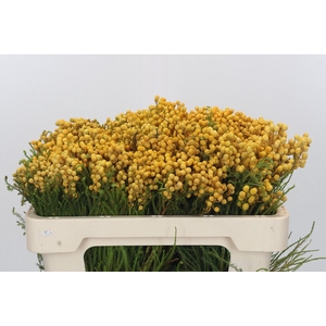 Kaaps Groen Lanug. yellow