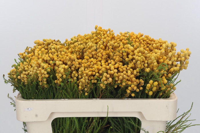 <h4>Kaaps Groen Lanug. yellow</h4>