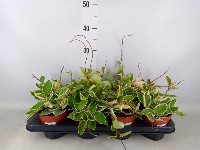 <h4>Hoya carnosa 'Krimson Queen'</h4>