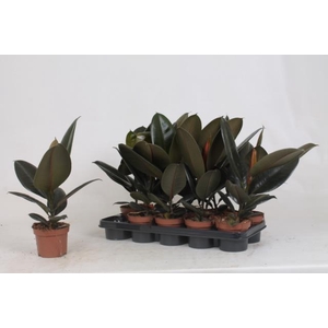 Ficus Abidjan 12Ø 40cm 1pp