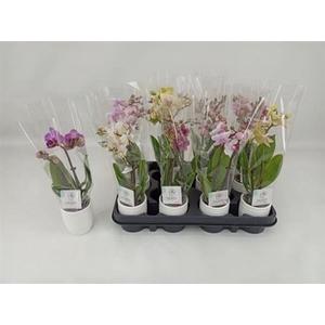 Phal Mini