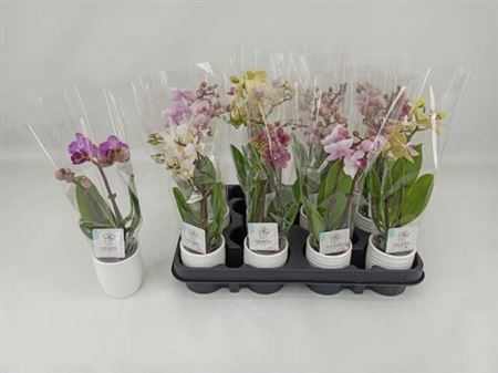 <h4>Phal Mini</h4>