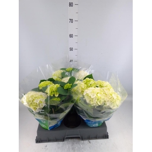 Hydrangea mac. 'Wudu'