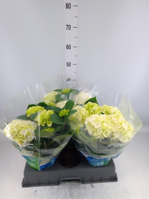 <h4>Hydrangea mac. 'Wudu'</h4>