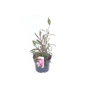 Gaura lind. Geyser Pink