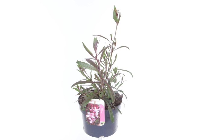 <h4>Gaura lind. Geyser Pink</h4>
