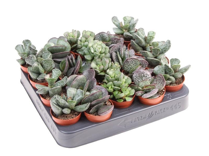 <h4>Adromischus gemengd AD5001</h4>