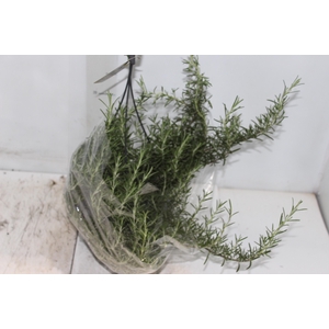 ALECRIM C21 PENDENTE