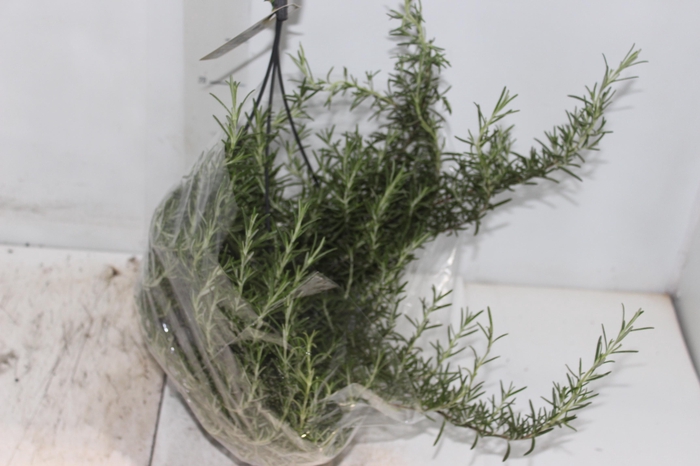 <h4>ALECRIM C21 PENDENTE</h4>