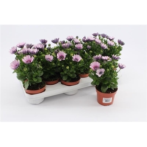 Osteospermum Pink With Eye