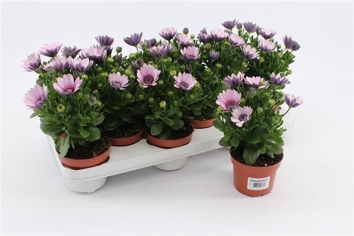 <h4>Osteospermum Pink With Eye</h4>